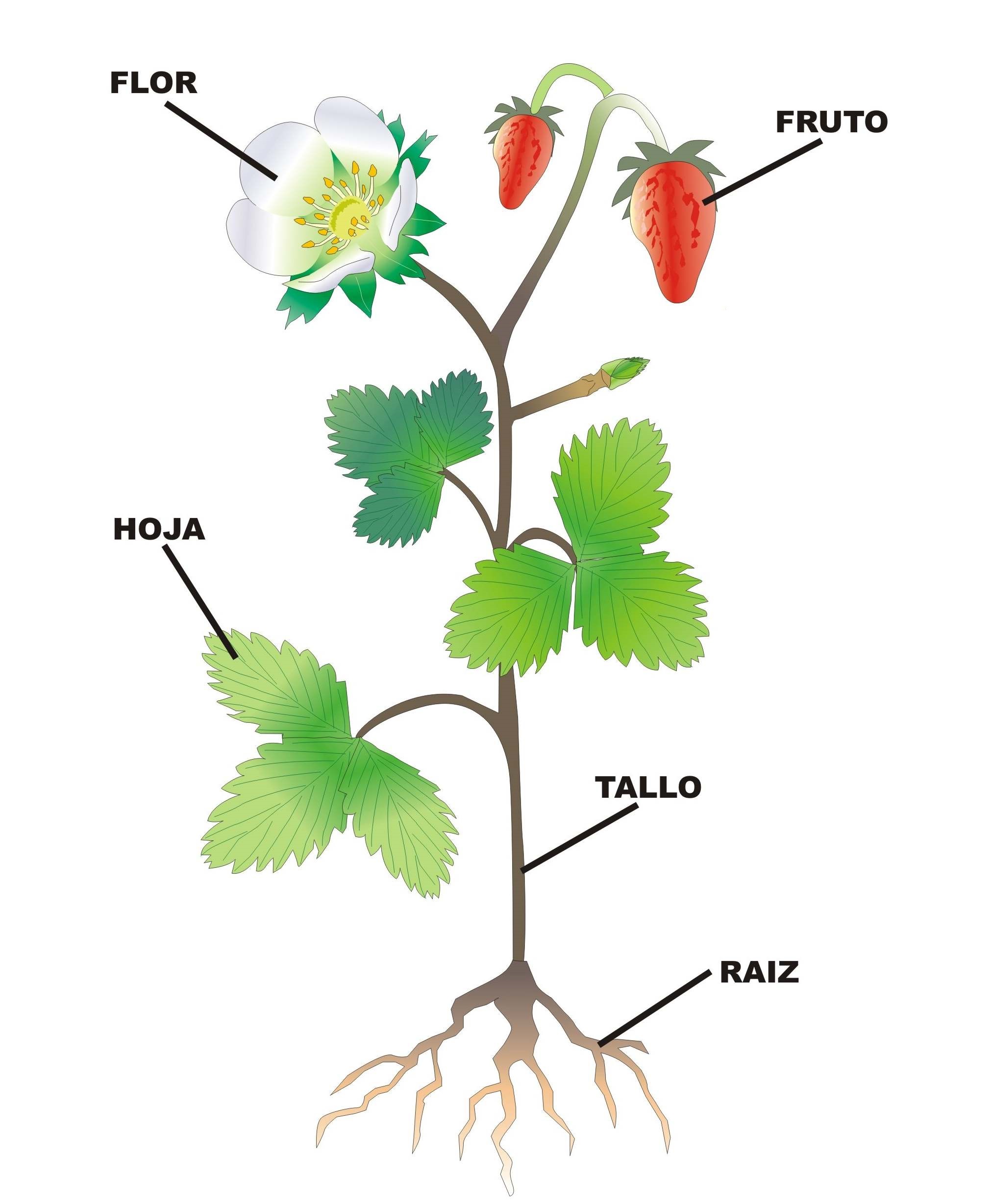 Organografía Vegetal 4459