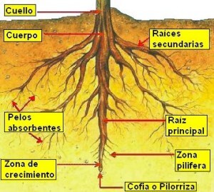 contenedor-raíz